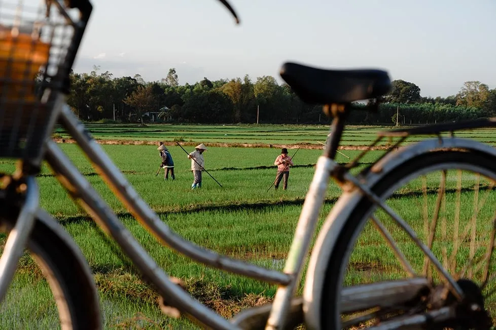 tbbteam southeast asia vietnam hoian hoi an rice fields
