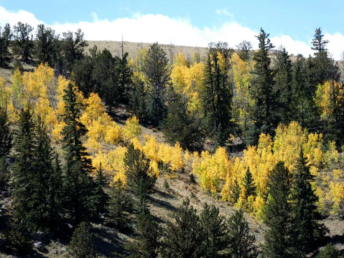 terryall in fall