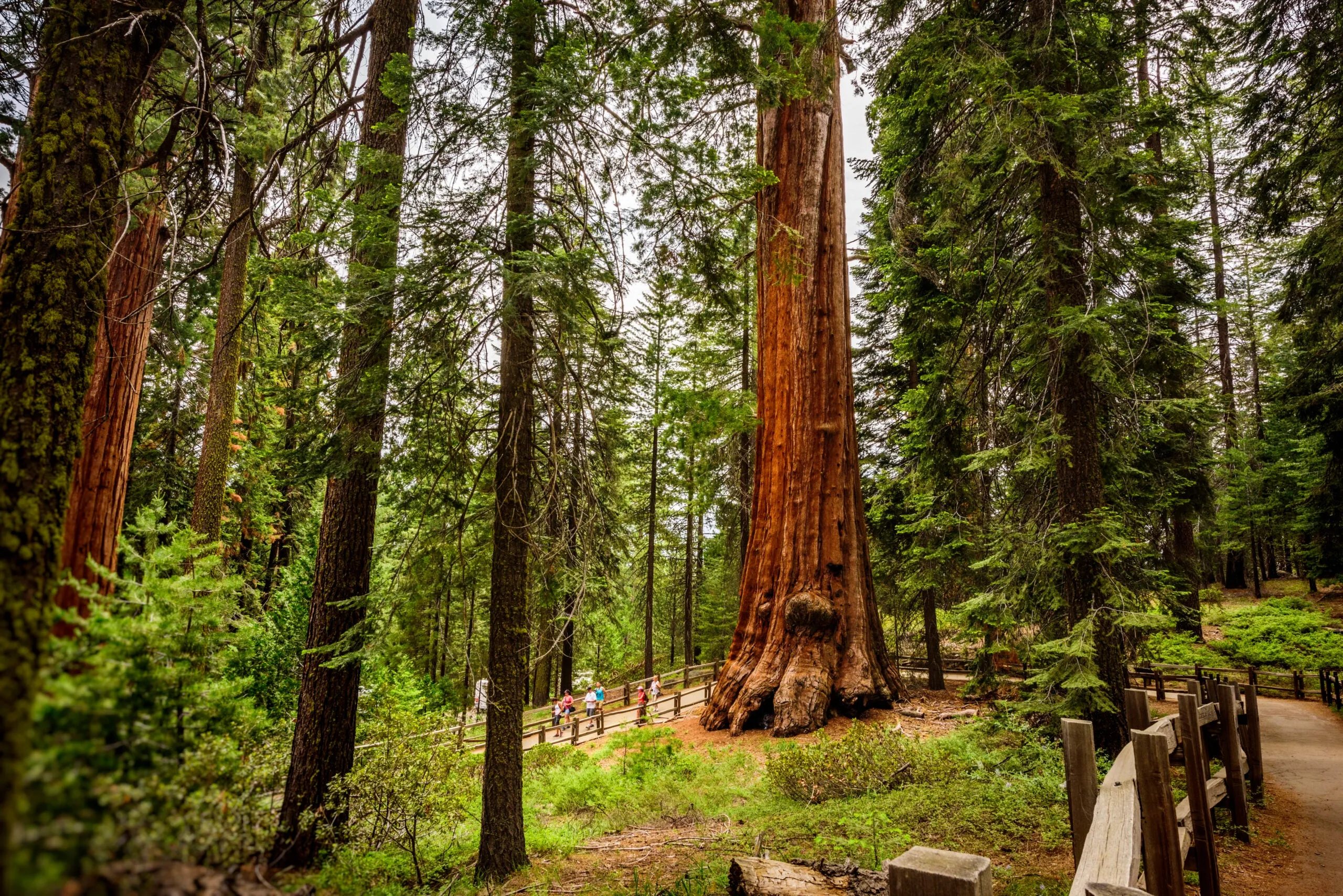 The base of the General Grant Tree a massive giant sequoia in Kings Canyon National Park California