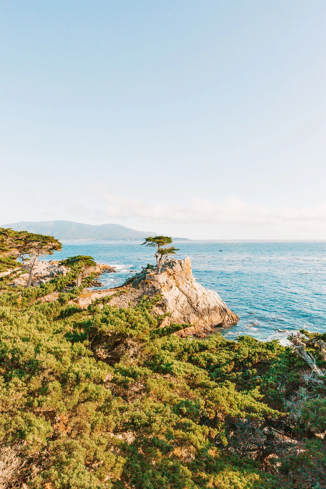 The famous Lone Cypress tree on the 17-Mile Drive