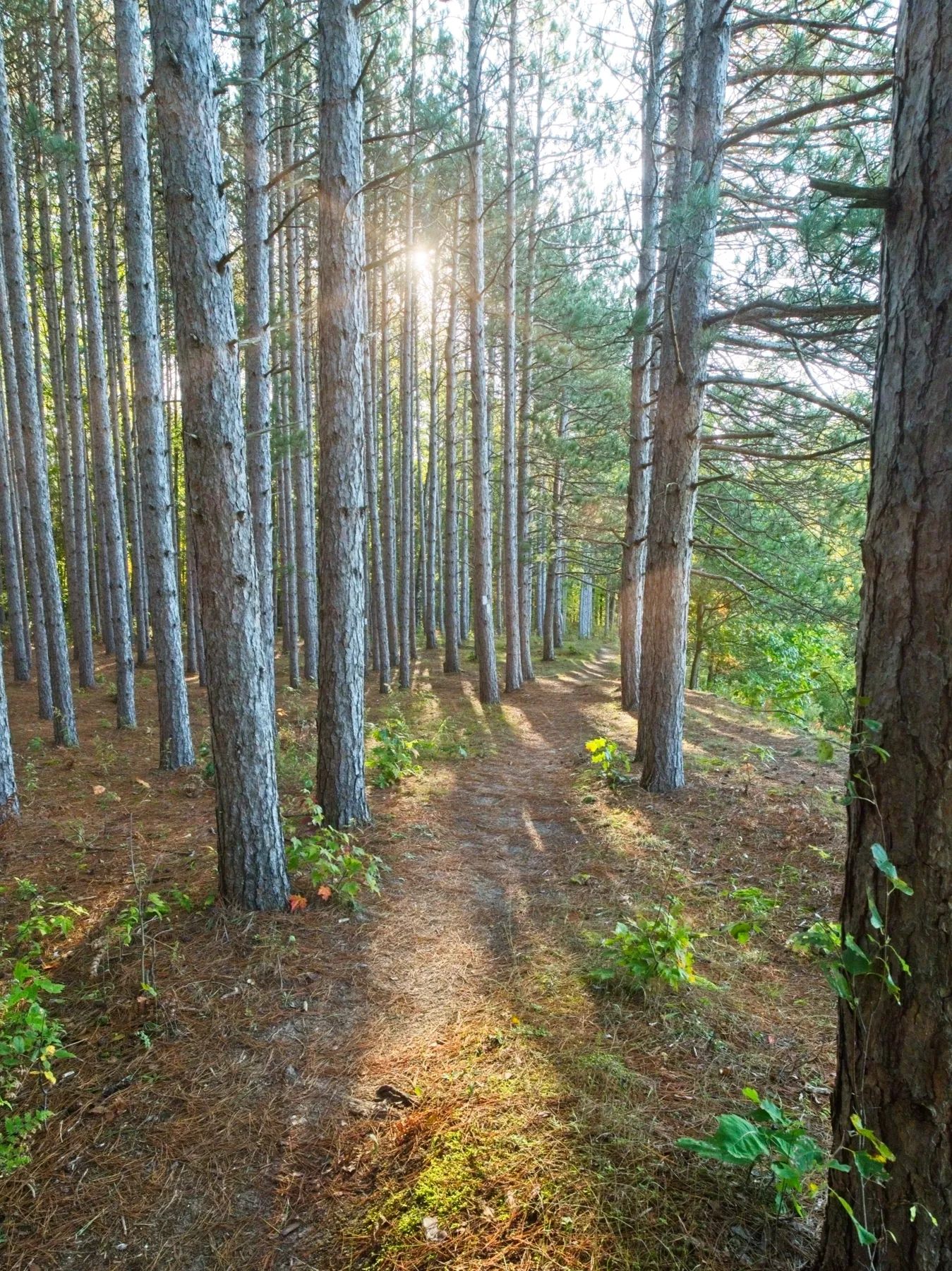 The Manistee River Trail winding through tall pines beside the river