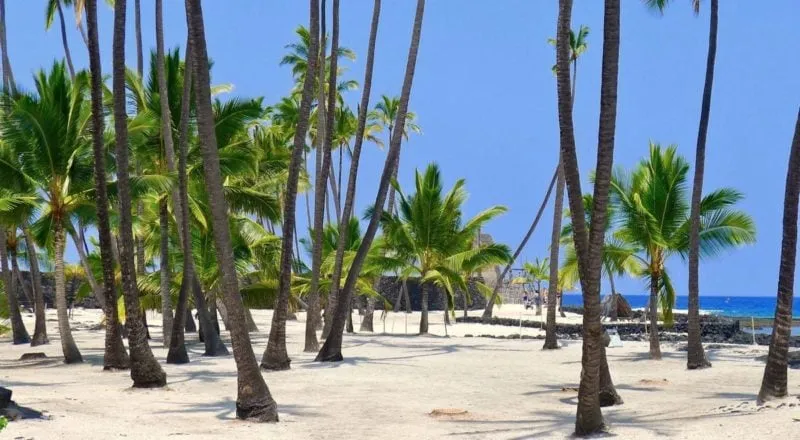 The Pu’uhonua o Honaunau National Park is a GREAT good place to learn about Hawaiian History. Next door (300 feet from the park entrance) is one of the best places of the island to go snorkeling.