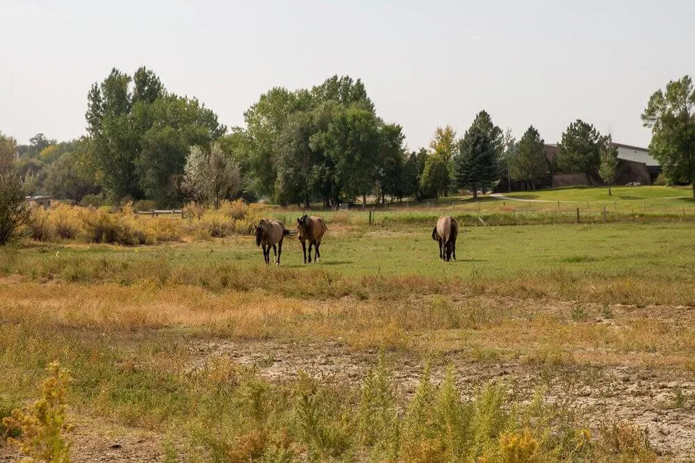 Three horses grazing in a field at the Pryor Mountain Wild Mustang Center - Wildlife Things To See And Do In Wyoming