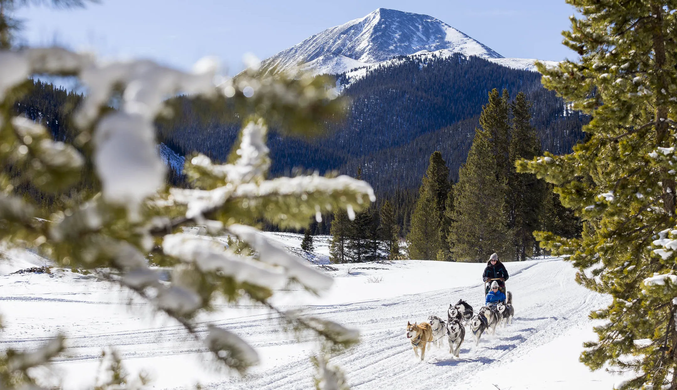 Tourists enjoying a dog sledding experience through snowy woods in Breckenridge Colorado