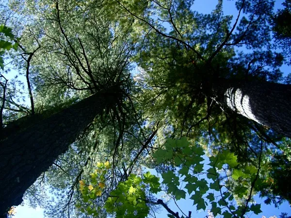 Towering white pines at Estivant Pines Nature Sanctuary near Copper Harbor, a sanctuary of old growth forest to explore in the Upper Peninsula.
