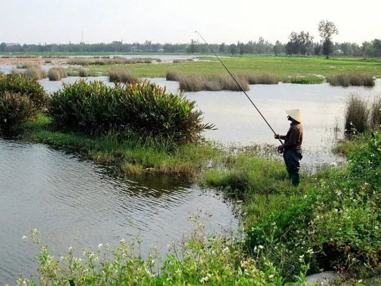 Tranquil rice fields on Cam Kim Island near Hoi An
