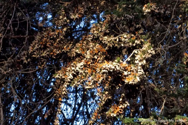 Tree branches covered in numerous monarch butterflies