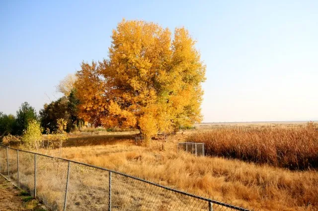 Tule Elk grazing in a grassy field