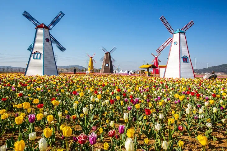 Unlocking Flavor and Opportunity - Exploring Culinary Arts Programs in Michigan Tulips and windmills in Holland, Michigan