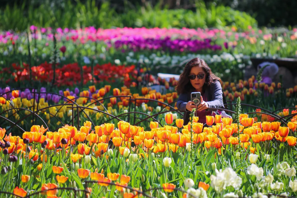 tulips at descanso gardens