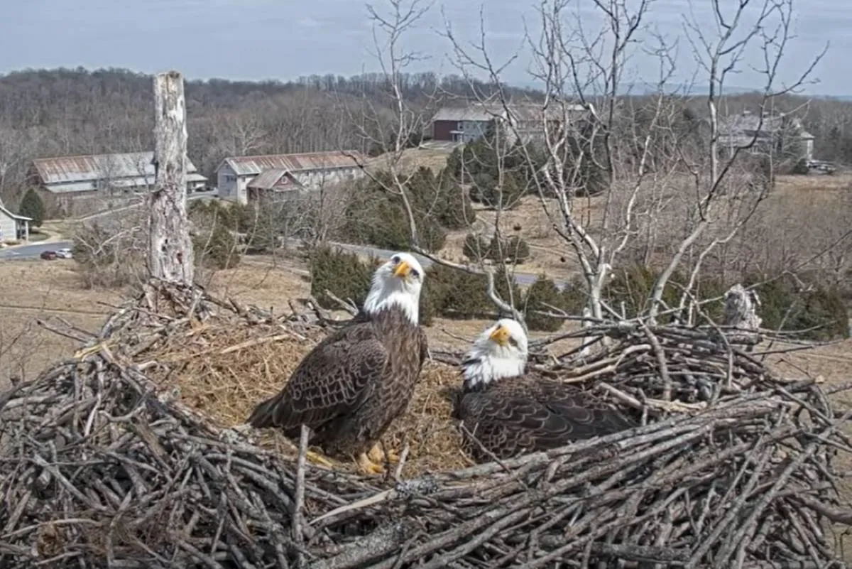 Two bald eagles look at the camera on the NCTC livestream.