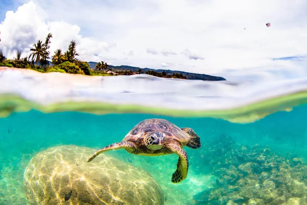 Two sea turtles swimming in the clear blue ocean off the coast of Hawaii
