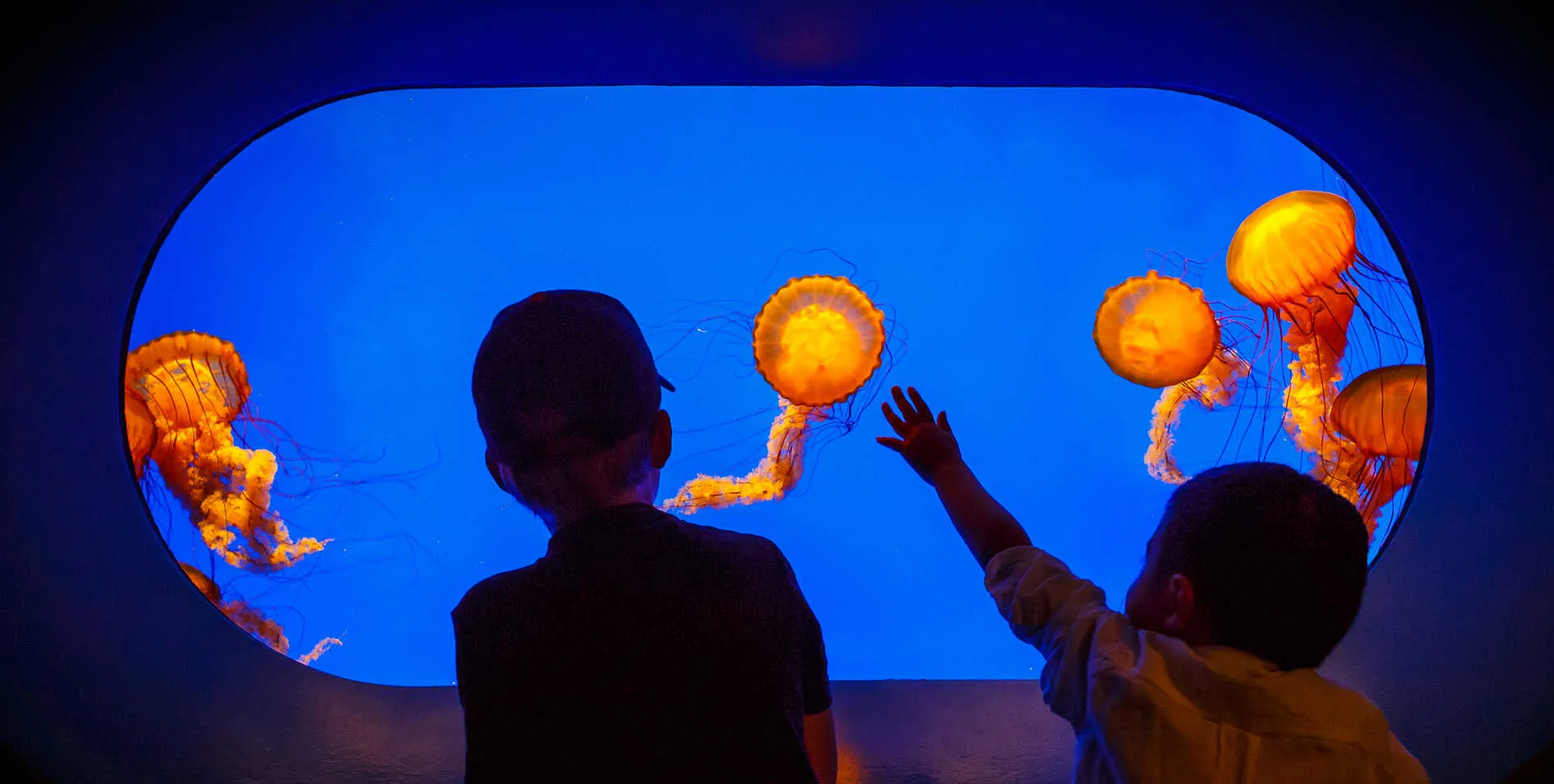 Two young guests marvel at the sea nettle jellyfish exhibit