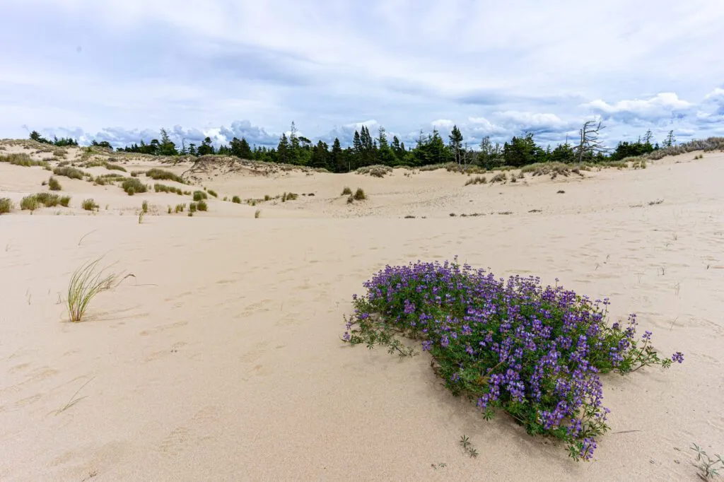 Unexpected wildflowers thriving in the sandy landscape of the Oregon Dunes trail