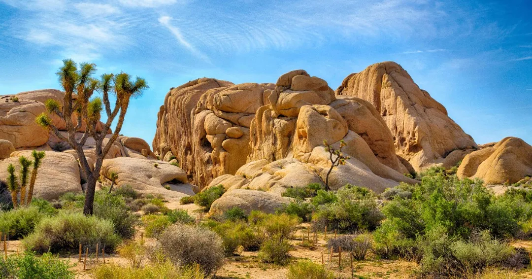 Unique Joshua Trees stand among boulders in Joshua Tree National Park