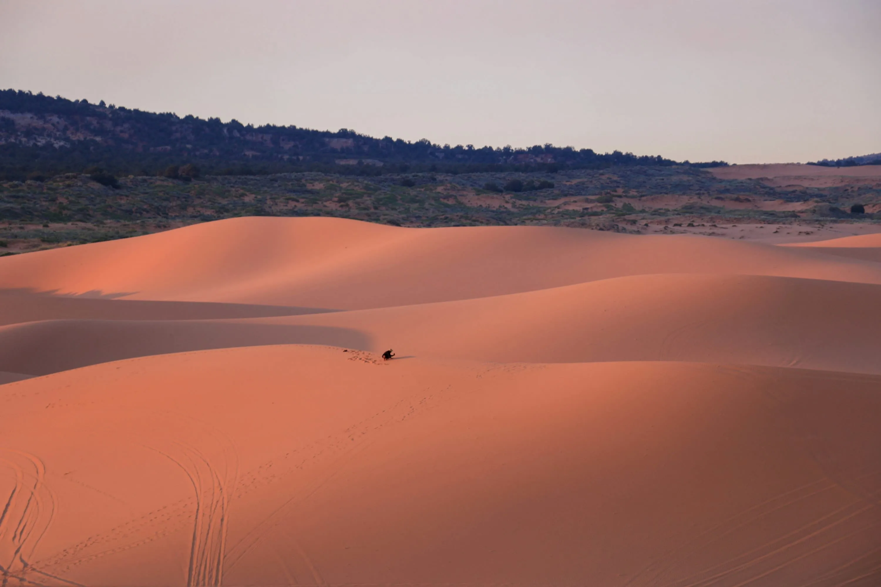 Vast sand dunes stretch out with a person crouching down in the distance for scale. In the distant background, you can see pine forest on hills