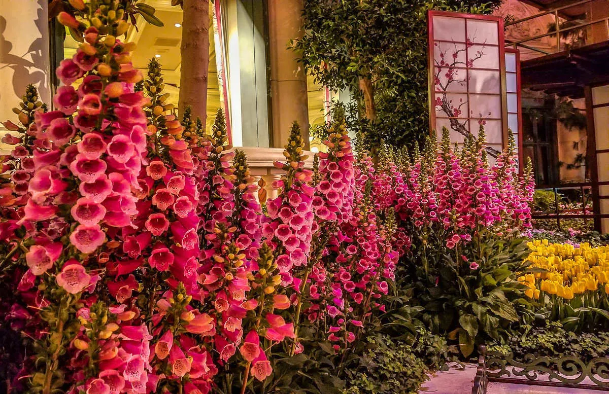 Vibrant floral display at the Bellagio Conservatory &amp; Botanical Gardens, a beautiful free attraction for couples in Las Vegas