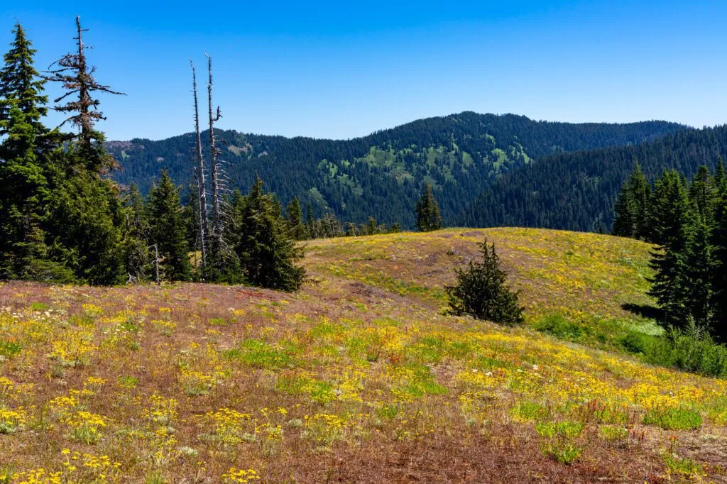 Vibrant wildflower display on the Iron Mountain / Cone Peak Loop trail