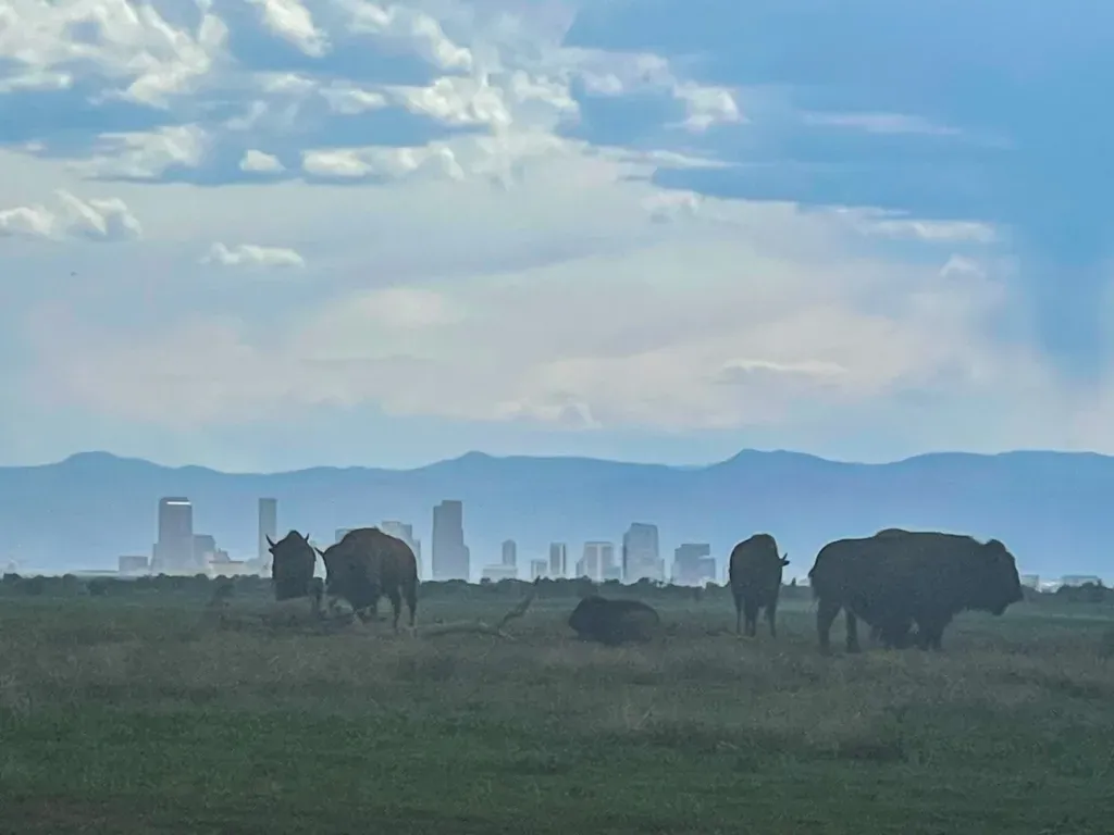 View of the Denver skyline beyond a herd of bison at the Rocky Mountain Arsenal NWR