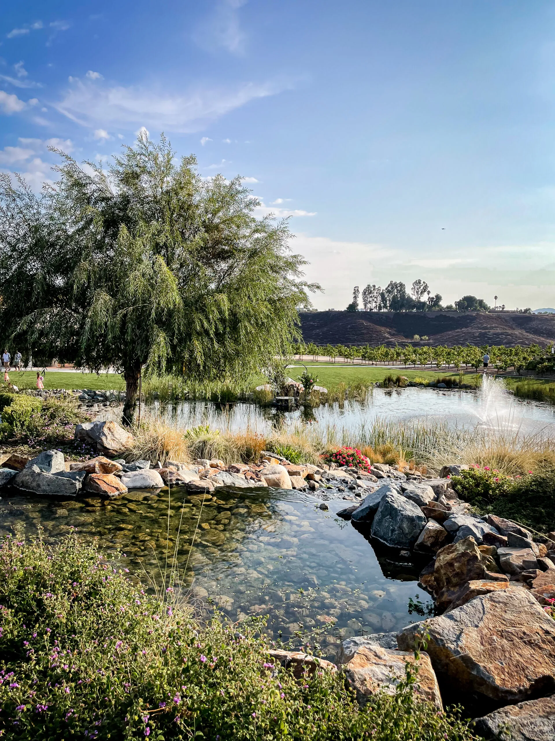 Vineyard landscape in Temecula, California, a prime destination for wine lovers' day trip getaways