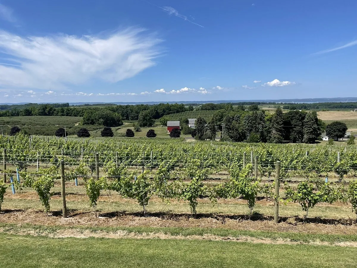 Vineyard rows on the Leelanau Peninsula, near Traverse City Michigan
