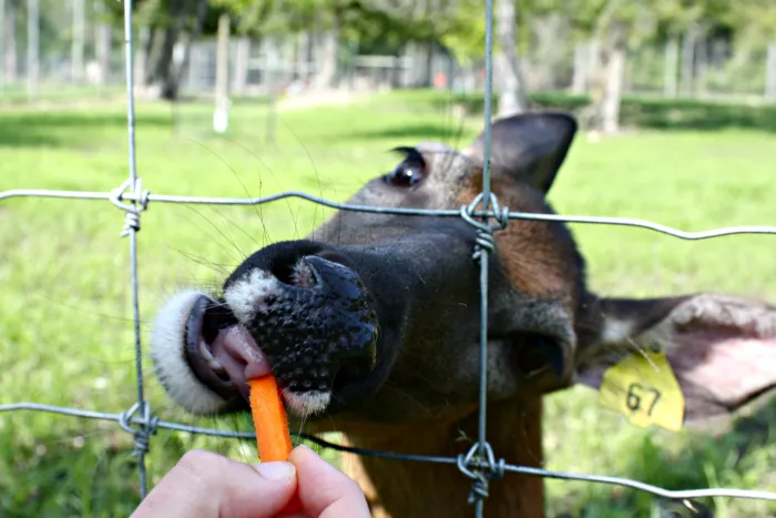 Visitors interacting with deer at The Deer Ranch in St. Ignace, Michigan, a family-friendly stop to explore local wildlife.