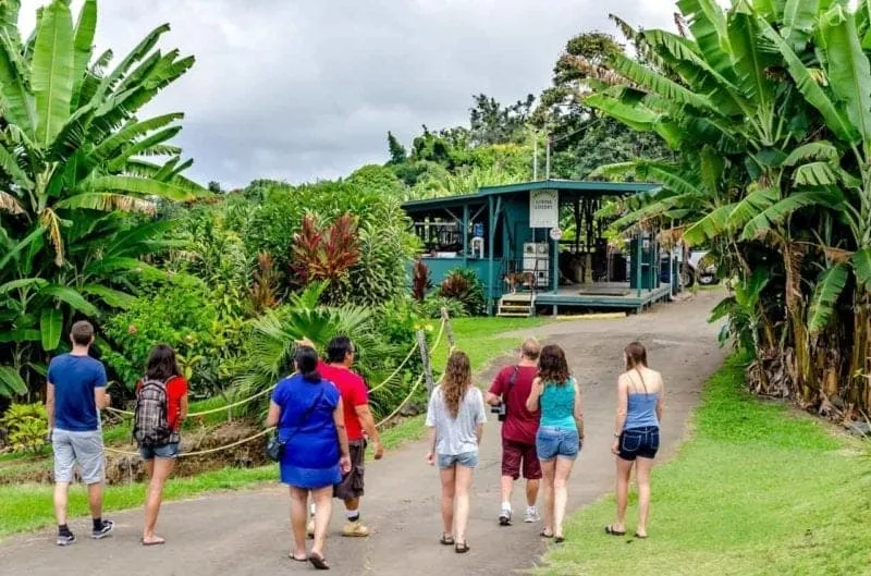Visitors take a Kona Coffee Farm Tour at the Greenwell farm