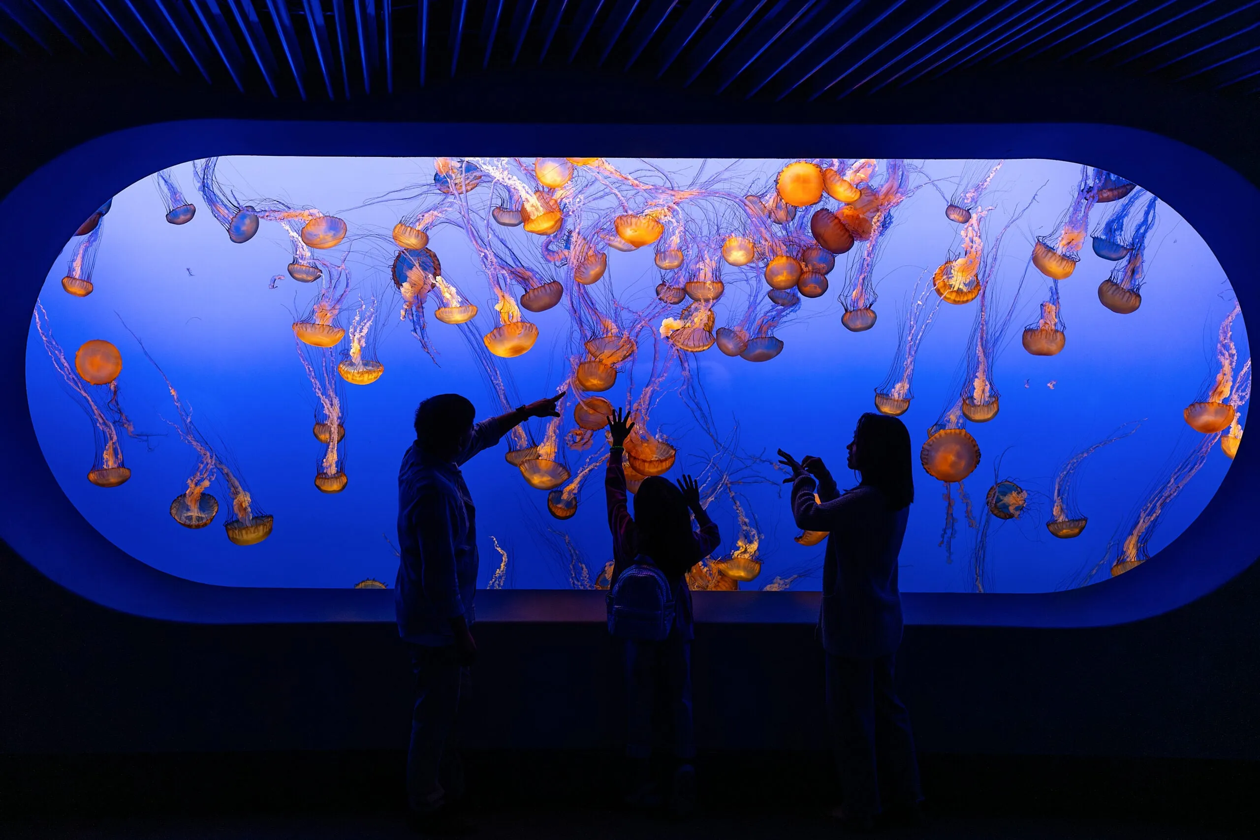 Visitors viewing the large kelp forest exhibit at the Monterey Bay Aquarium