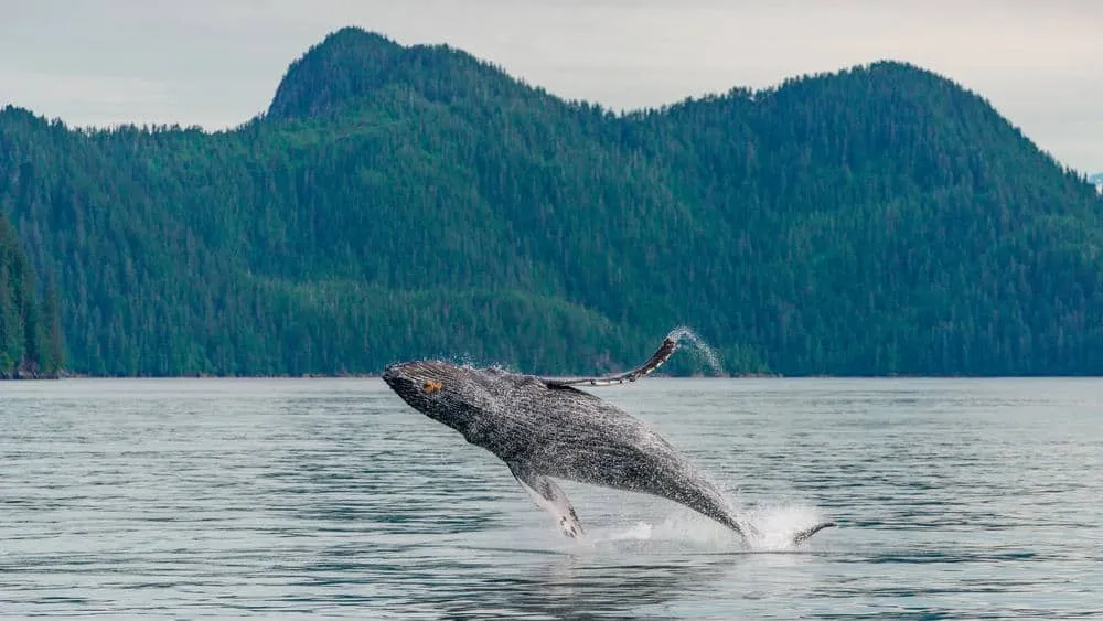 Whale breaching the water in the ocean near Kenai Fjords National Park