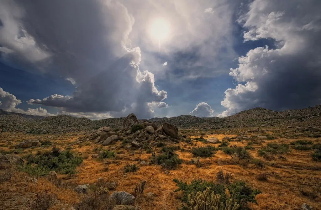 Wildflowers blooming in Anza-Borrego Desert State Park, a highlight for spring photography day trips