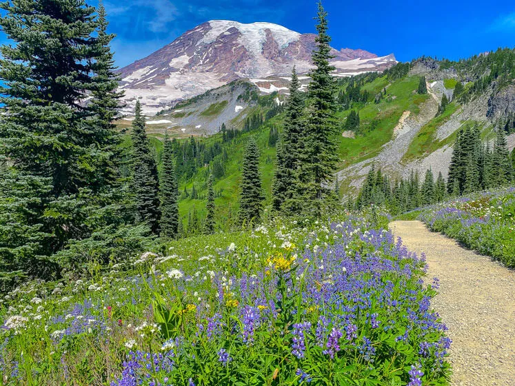 Wildflowers blooming in the meadows below Mount Rainier