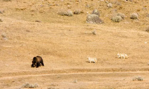 Wildlife viewing during a fall trip to Big Sky Country, Montana.