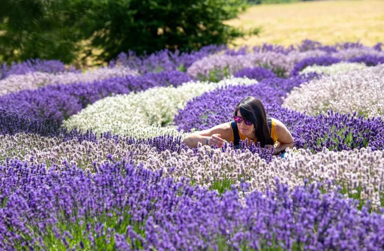 Woman smelling lavender in a purple field
